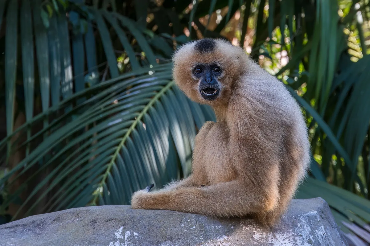 Gibbon, female