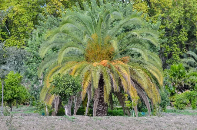 Malaga Botanical Garden 1