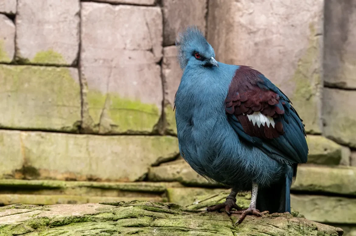 Western Crowned Pigeon