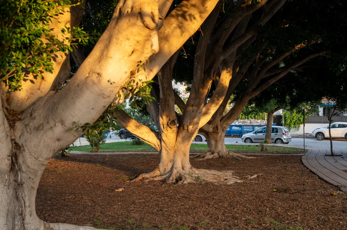 trees, golden hour