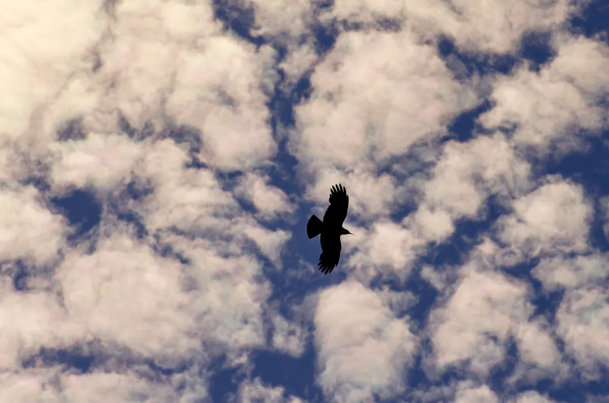 silhouette, Alpine Chough