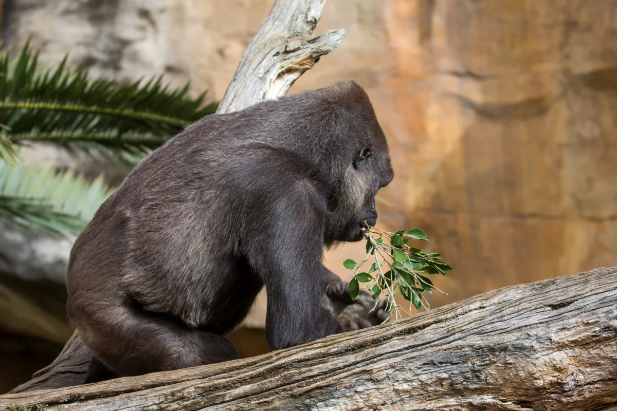 Western Lowland Gorilla