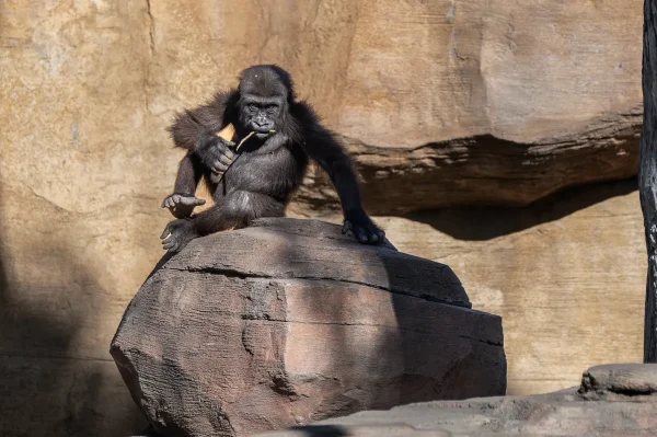 Western Lowland Gorilla