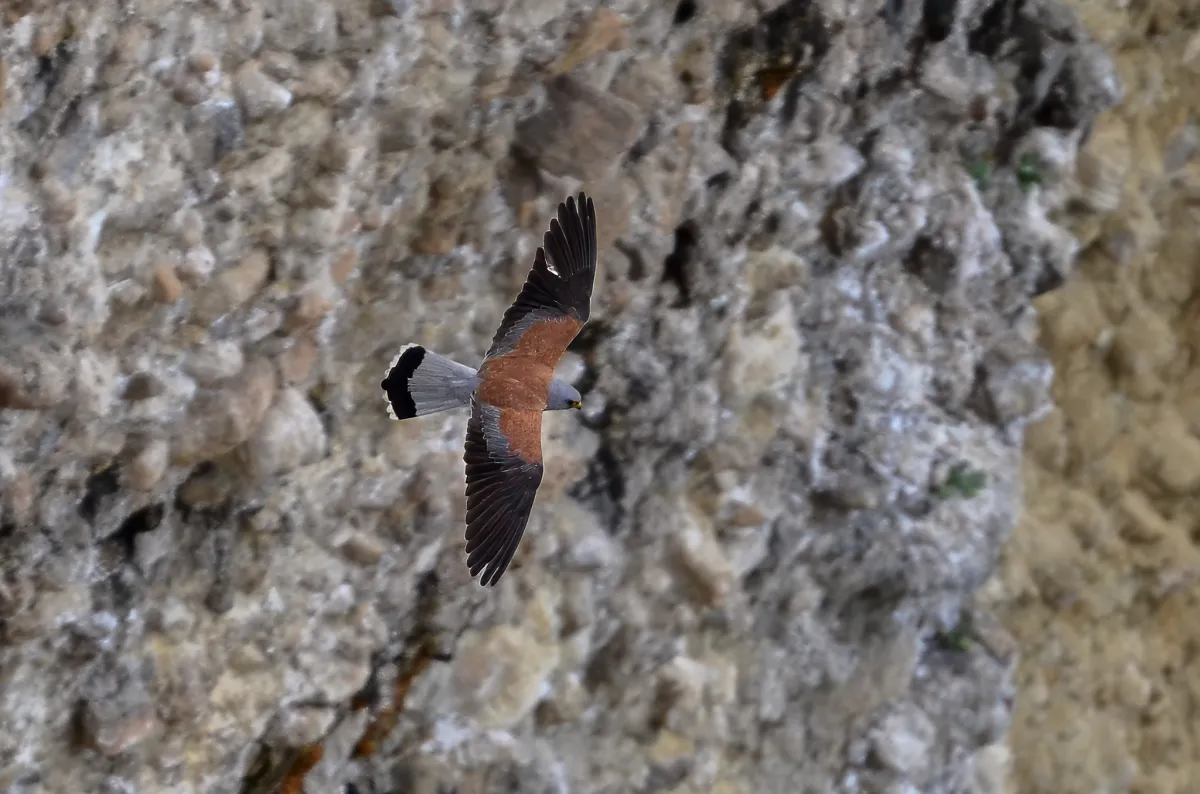 Lesser Kestrel