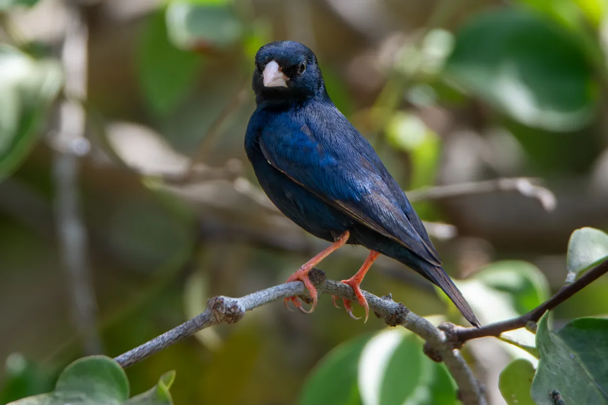 Village Indigobird, male