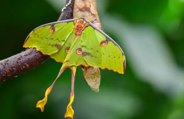 African Moon Moth