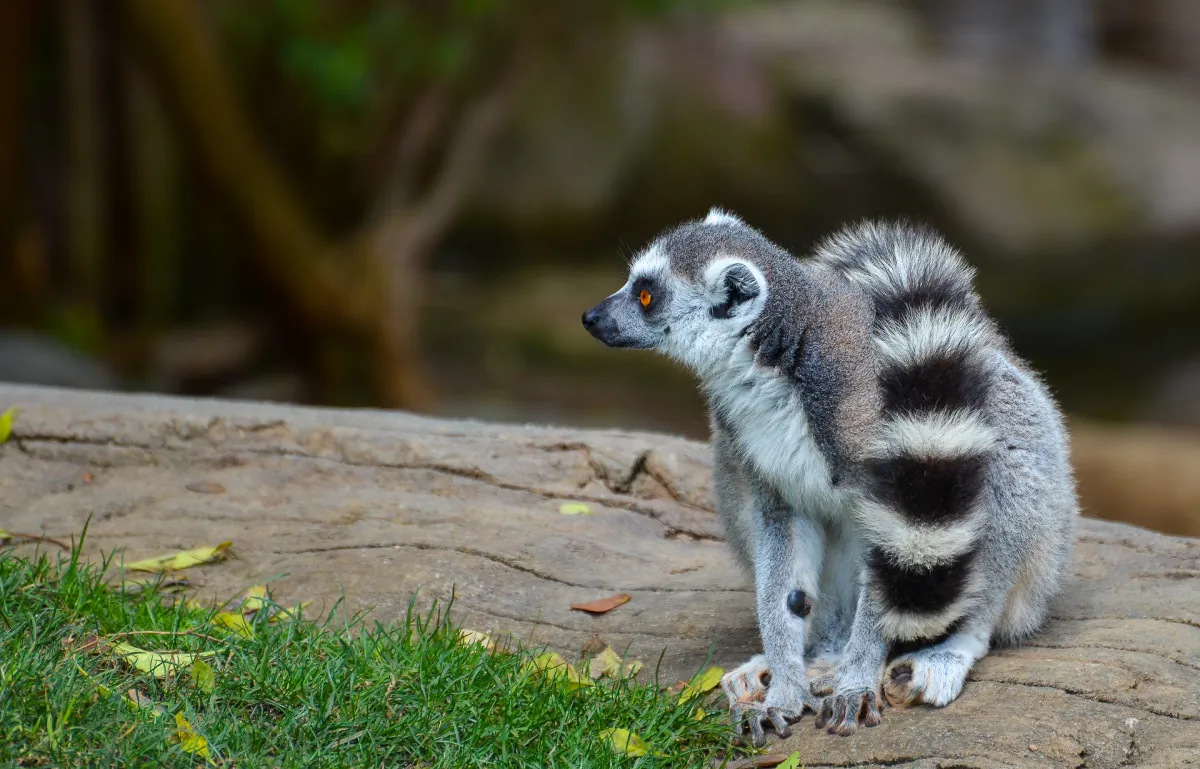Ring-tailed Lemur, tail around body