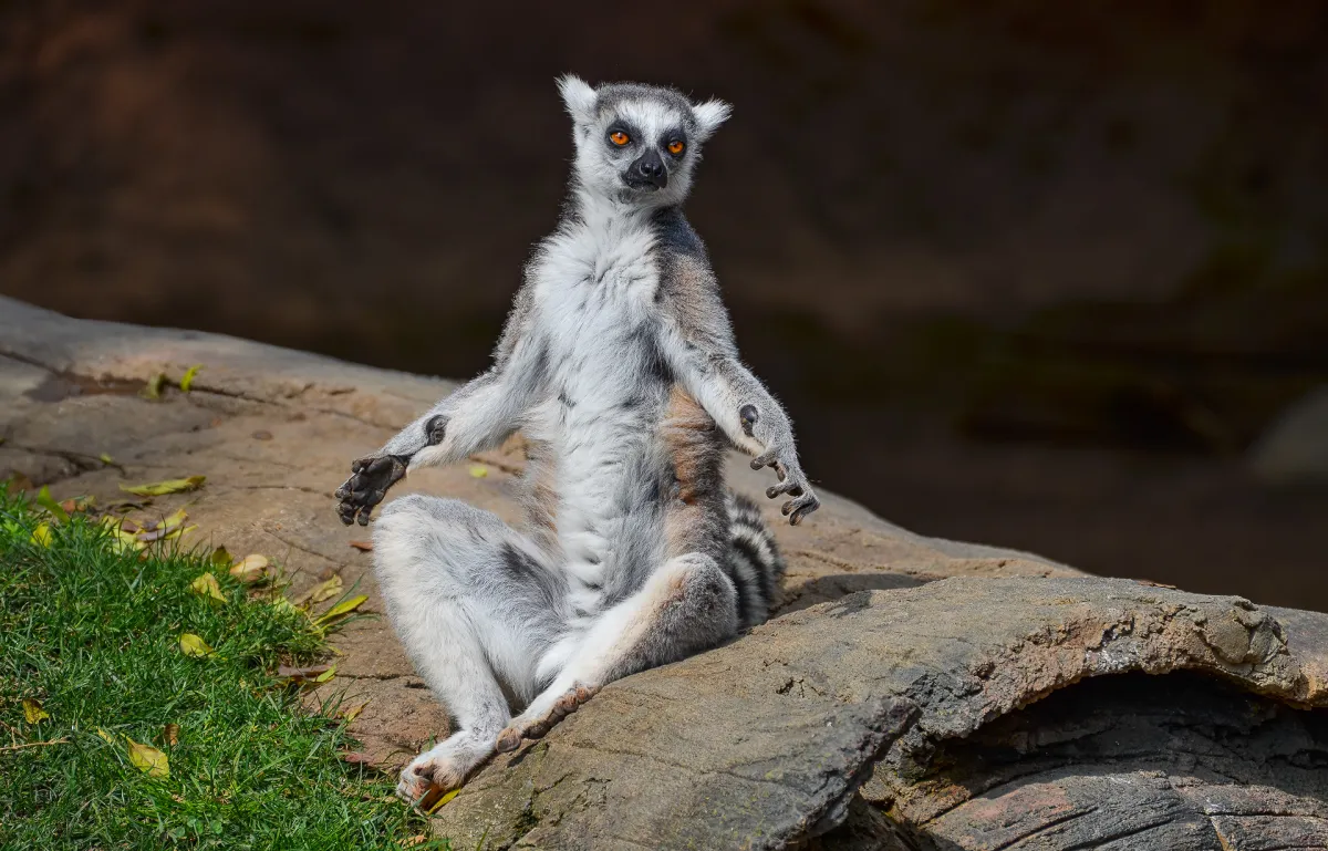 Ring-tailed Lemur 10