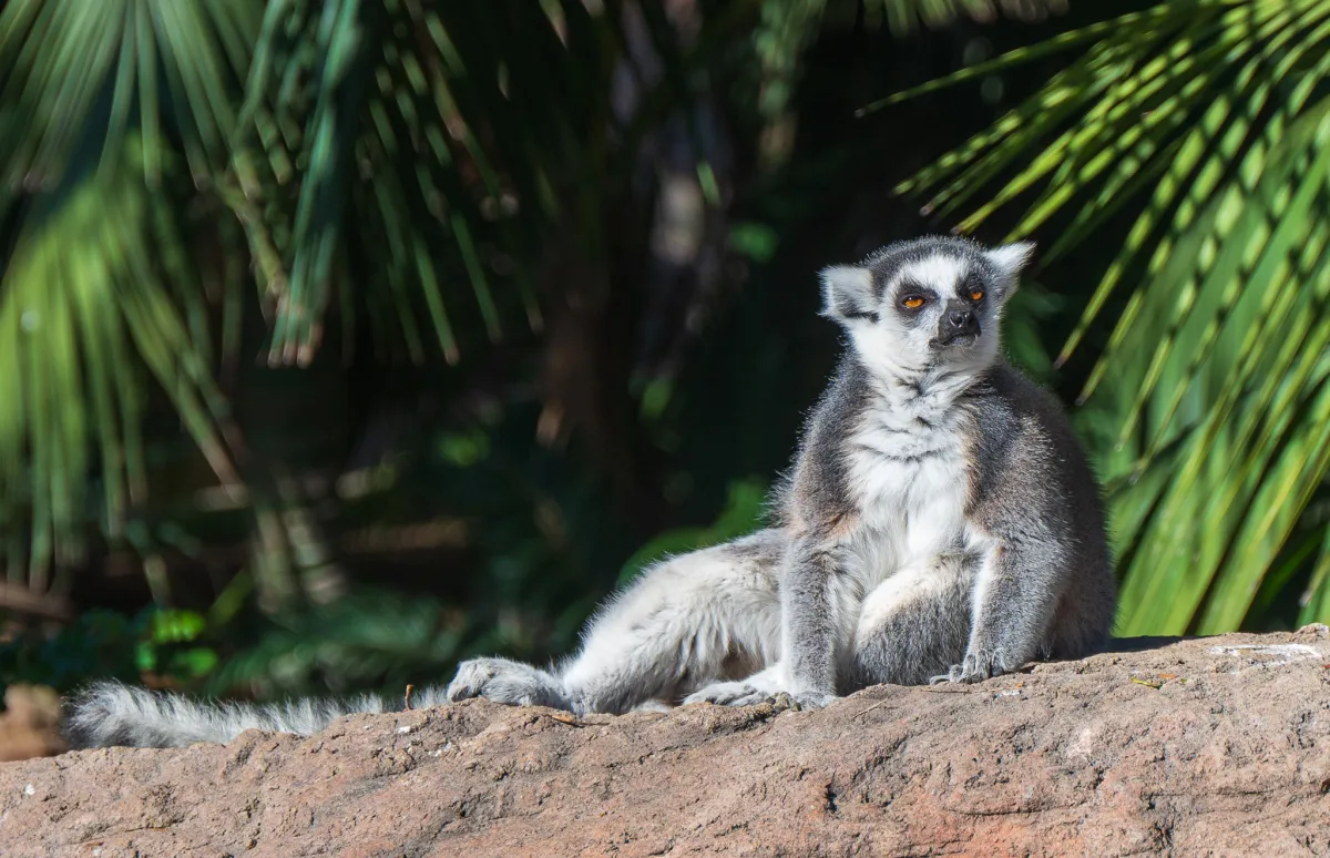 Ring-tailed Lemur