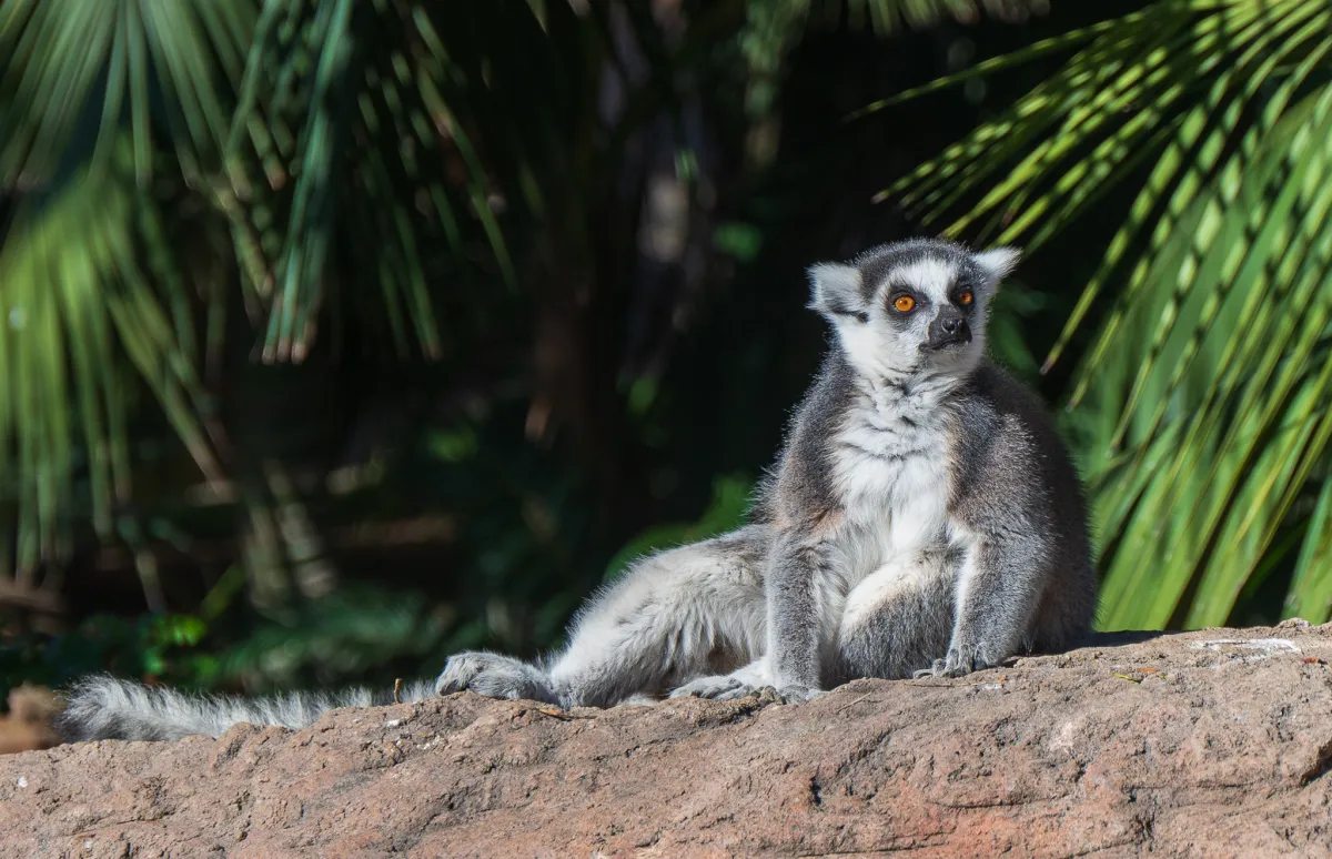 Ring-tailed Lemur in the sun