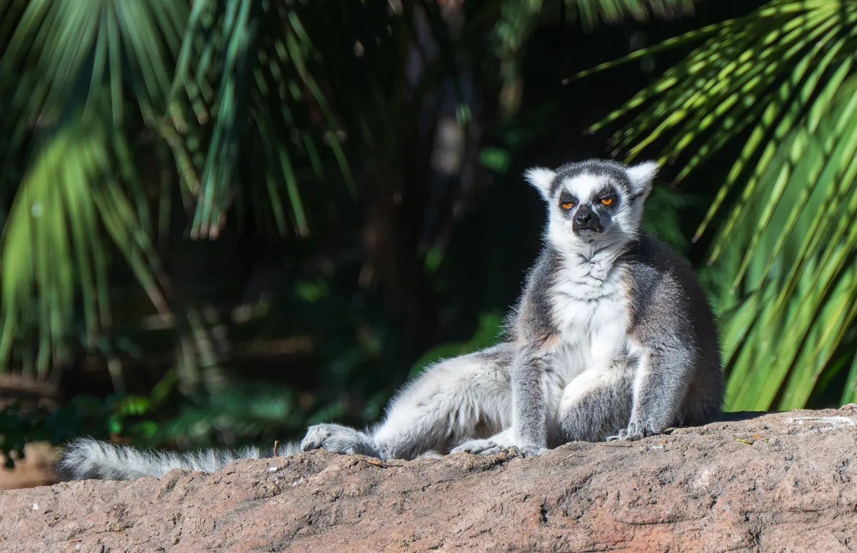 Ring-tailed Lemur 3