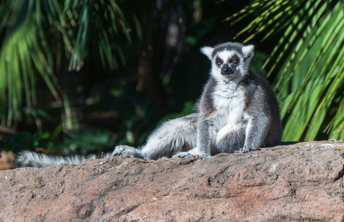 Ring-tailed Lemur 4