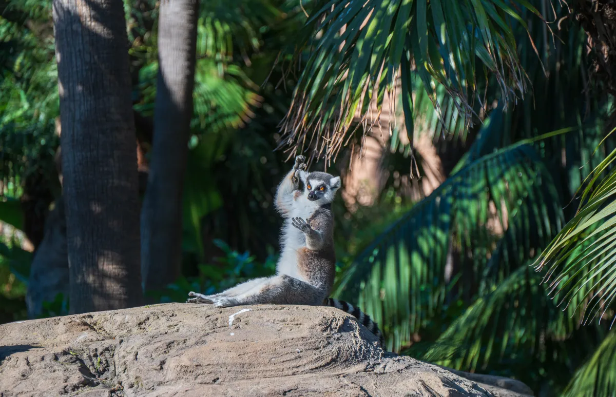 Ring-tailed Lemur sunbathing