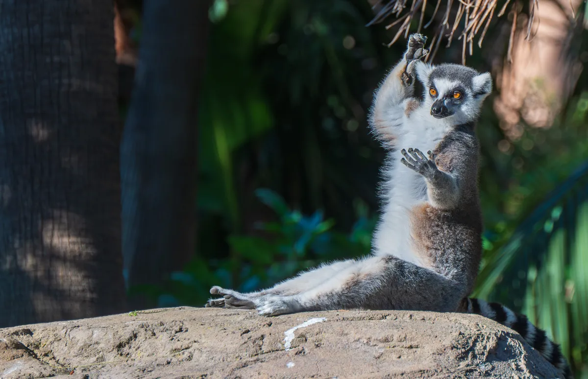 sunbathing Ring-tailed Lemur