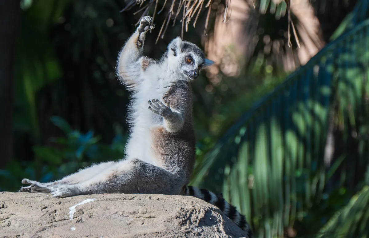 now this side, Ring-tailed Lemur