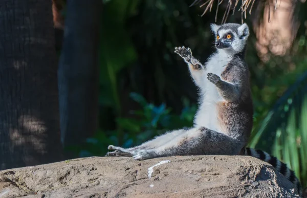 Ring-tailed Lemur