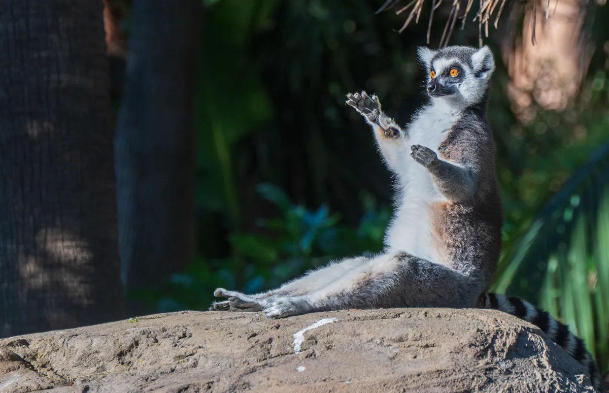 Ring-tailed Lemur 9
