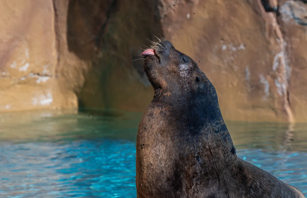 Sealion tongue out