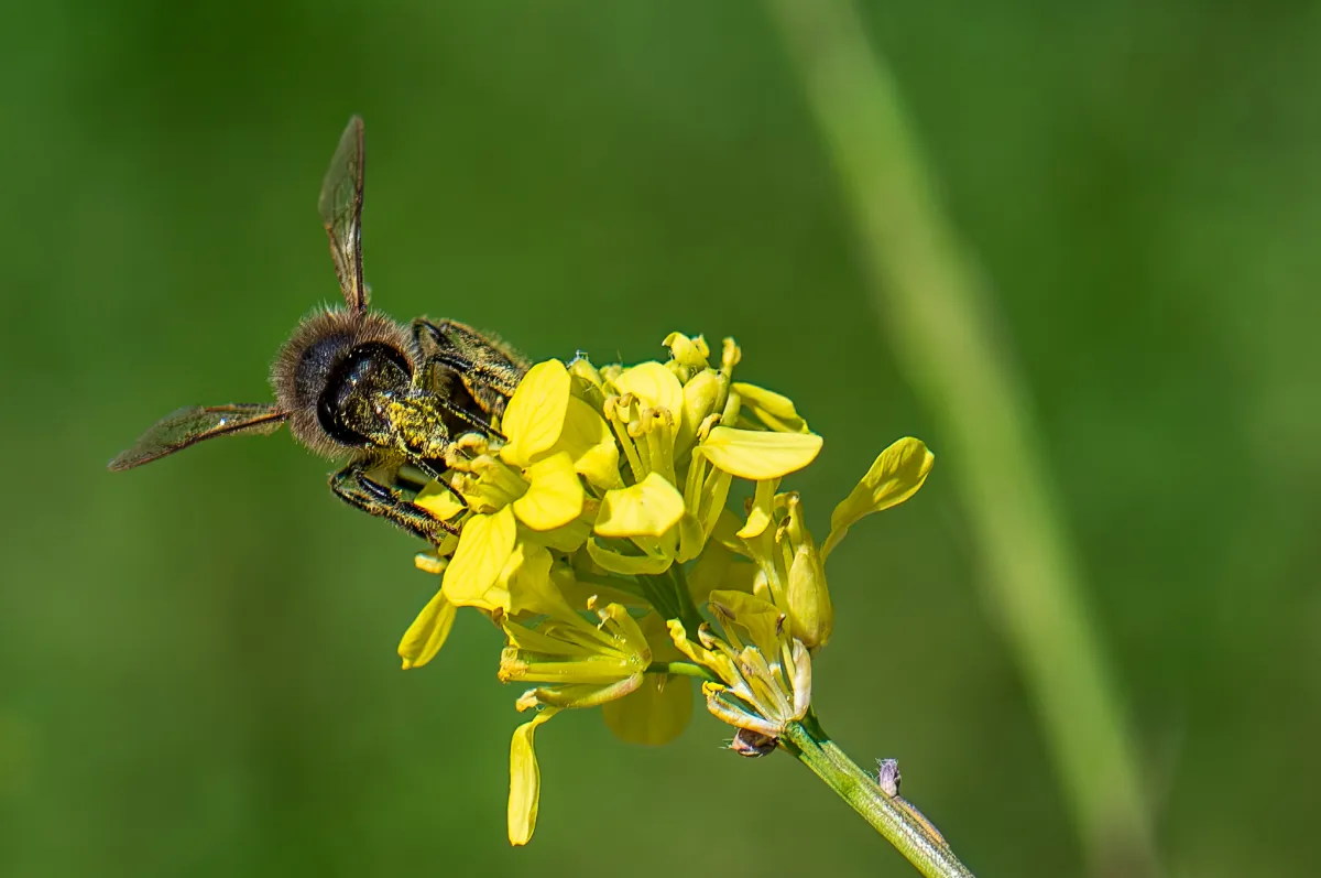 Bee on flower 2