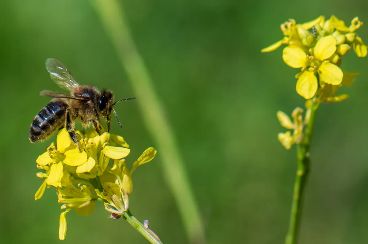 Bee on flower 3