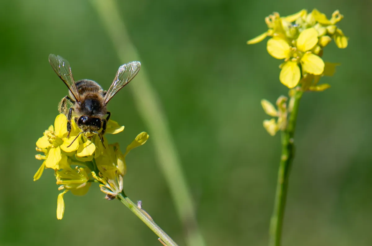 Bee on flower 4