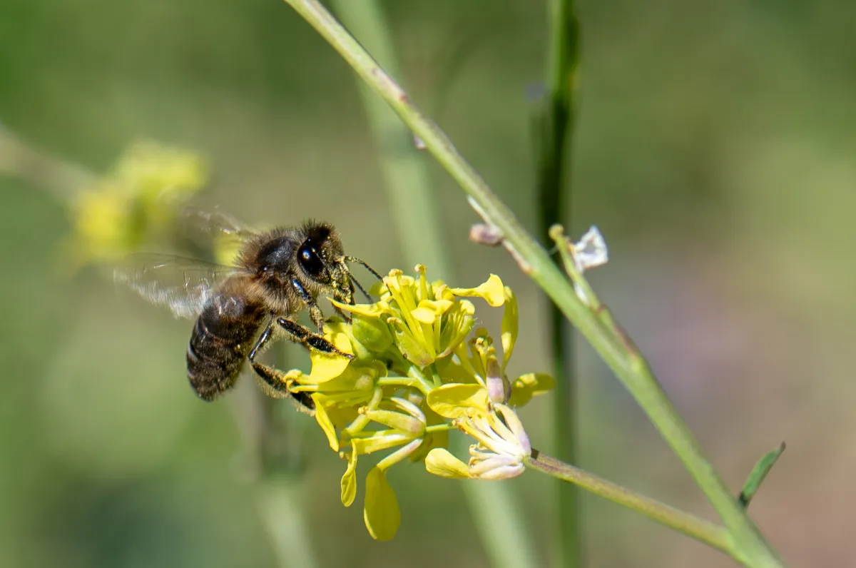Bee on flower 5