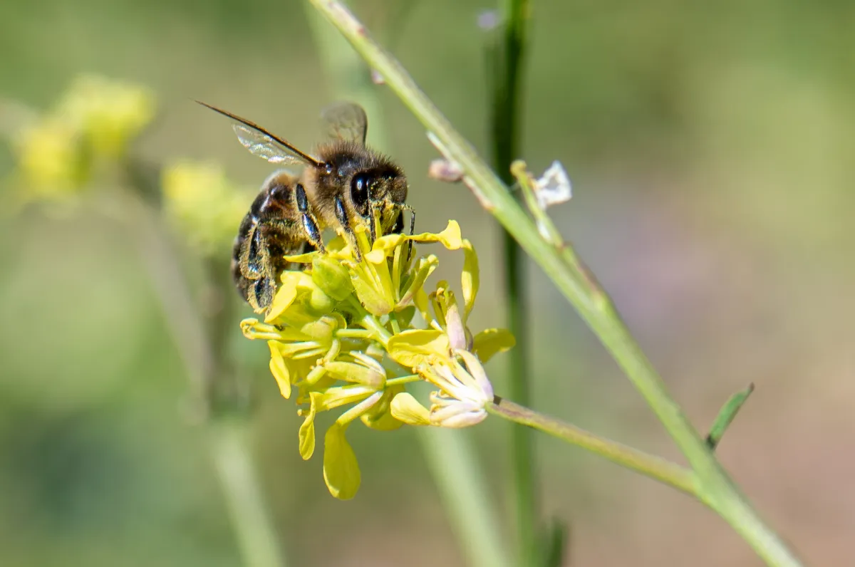 Bee on flower 6