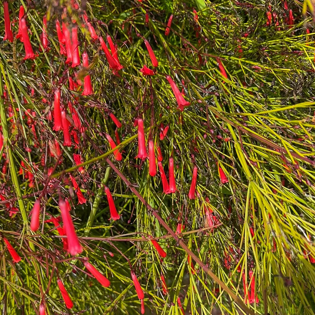 Firecracker plant