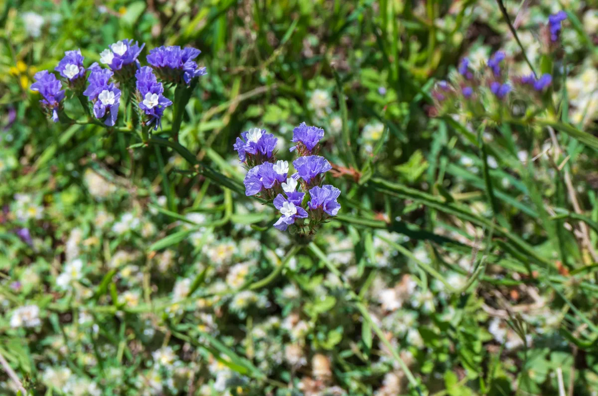 blue and white flowers