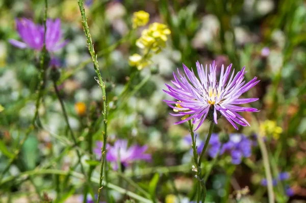 Field Of Wild Blooms