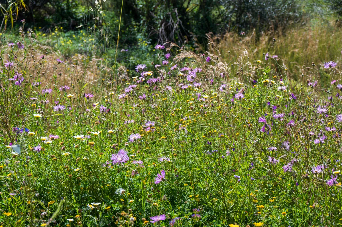 field of wild flowers