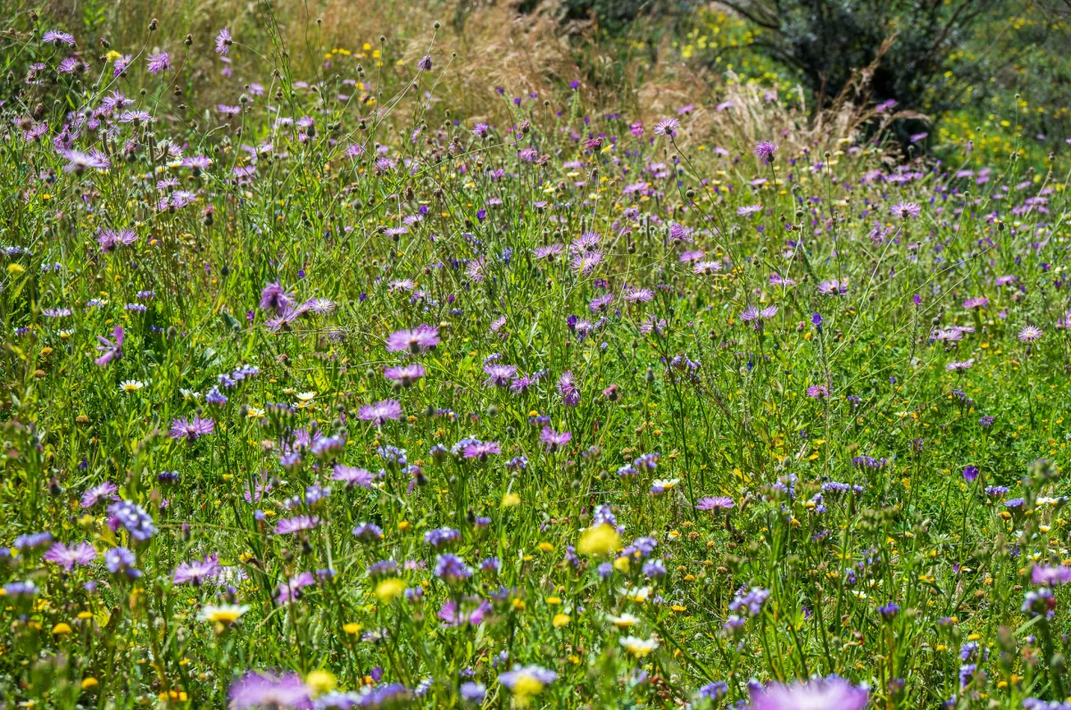 field of flowers