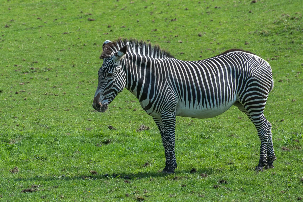 Grevy's Zebra 2
