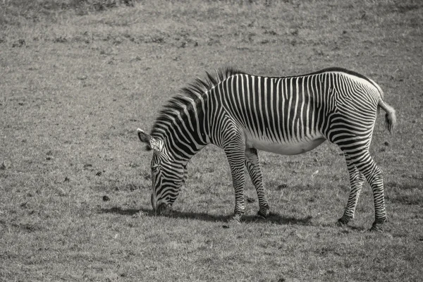 Grevy’s Zebra