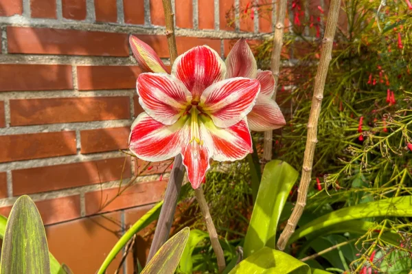 Bunch of Beautiful Blooms