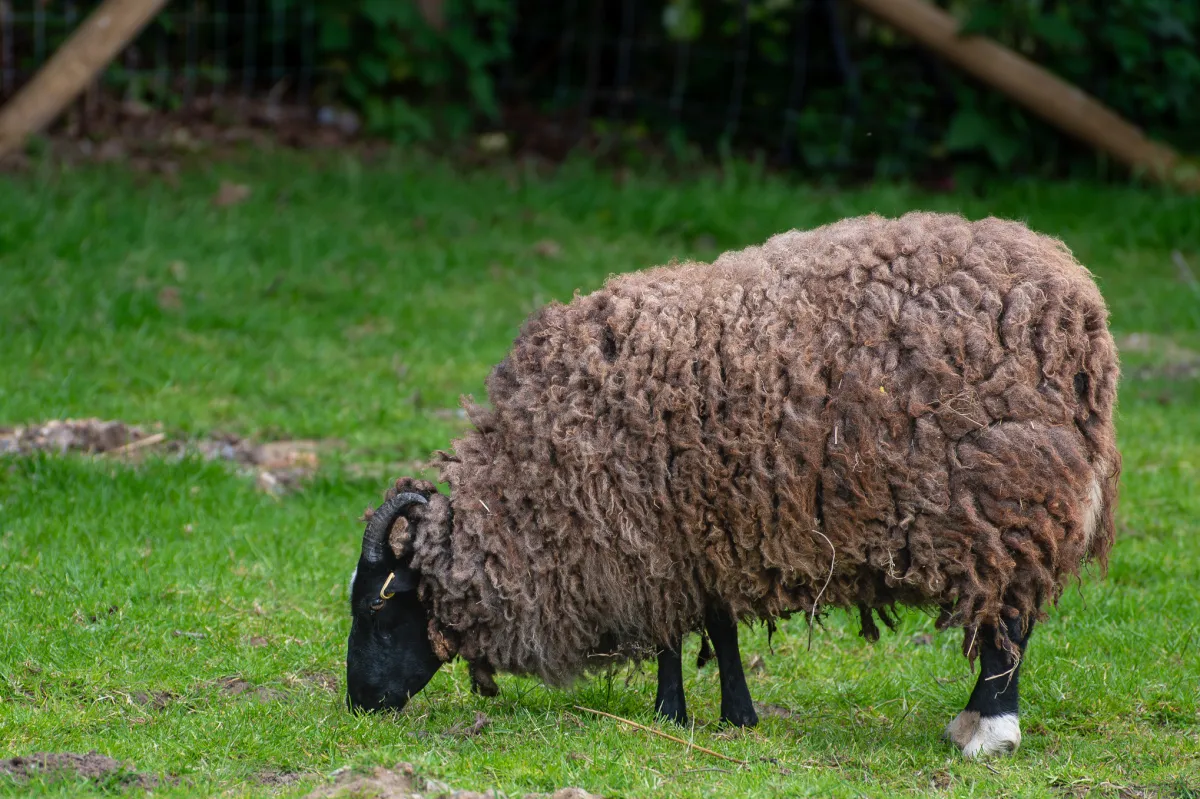 sheep, Manor Farm