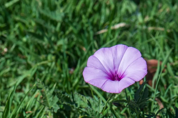 Convolvulus althaeoides, Mallow bindweed