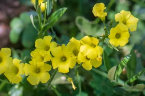 Bermuda Buttercup