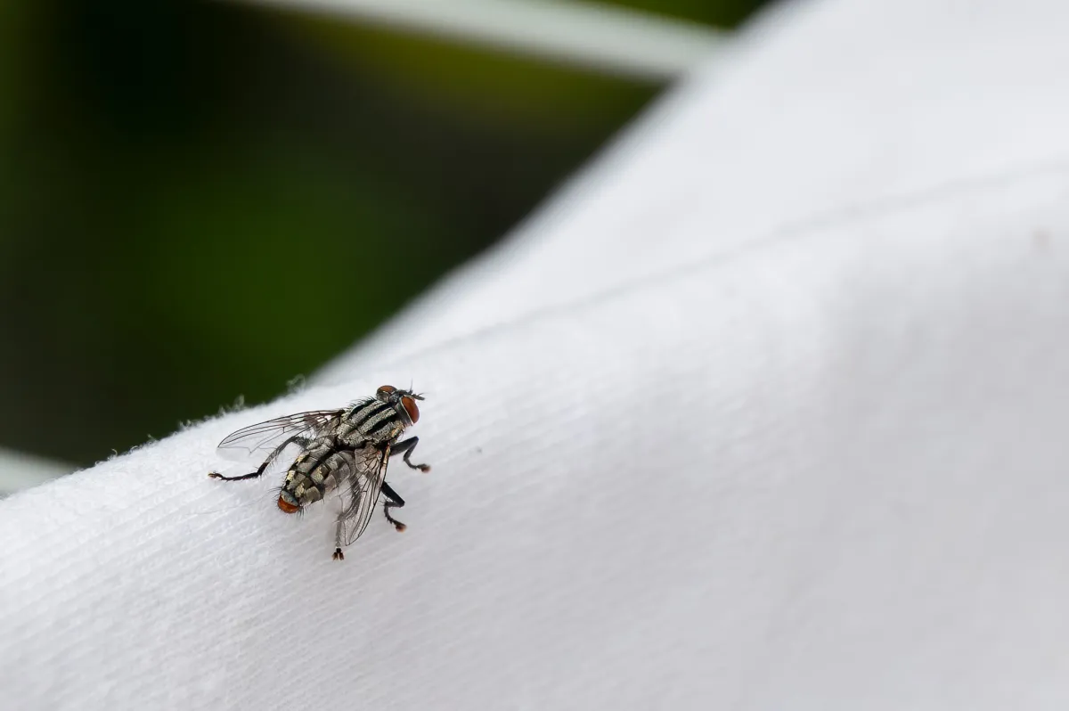 Flesh Fly