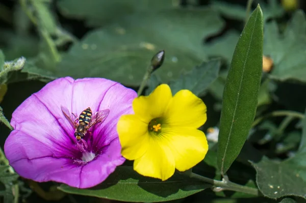 Hoverfly, Eupeodes corollae