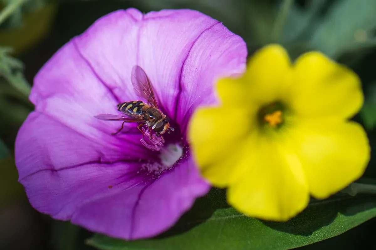 hoverfly on flower