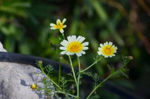 Crown Daisy, Glebionis coronaria