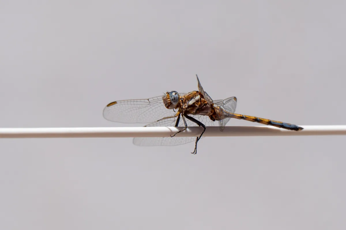 dragonfly on the washing line