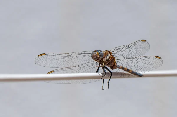 Juvenile Epaulet Skimmer?