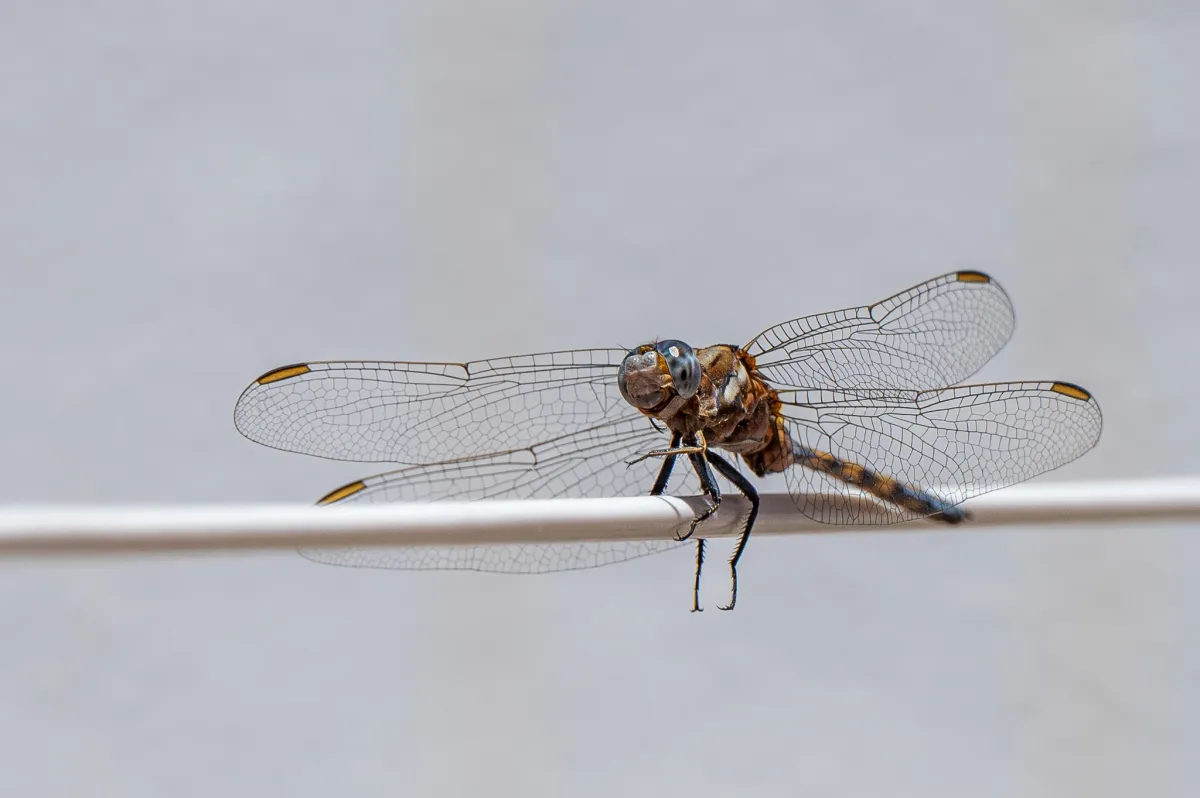 Dragonfly