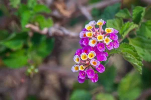 Common Lantana