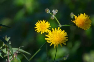 Sow Thistle, Sonchus oleraceus