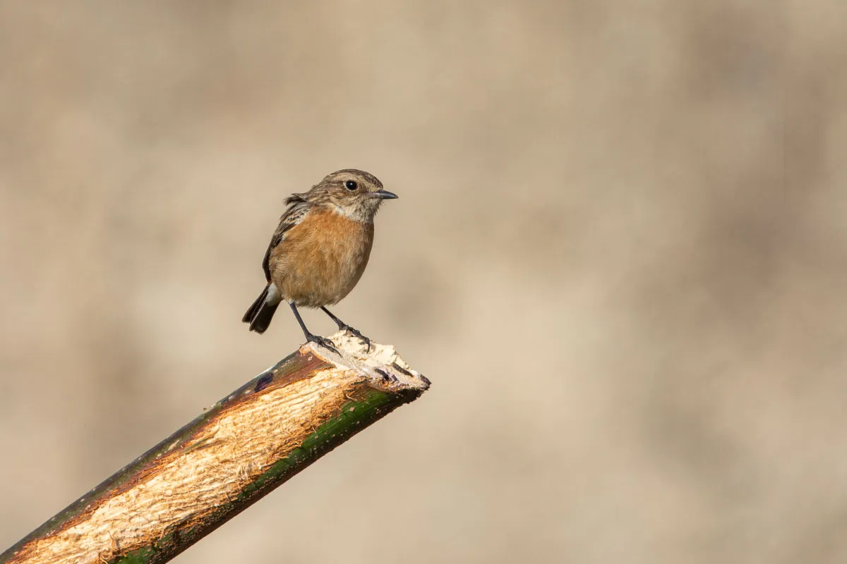 Female European Stonechat