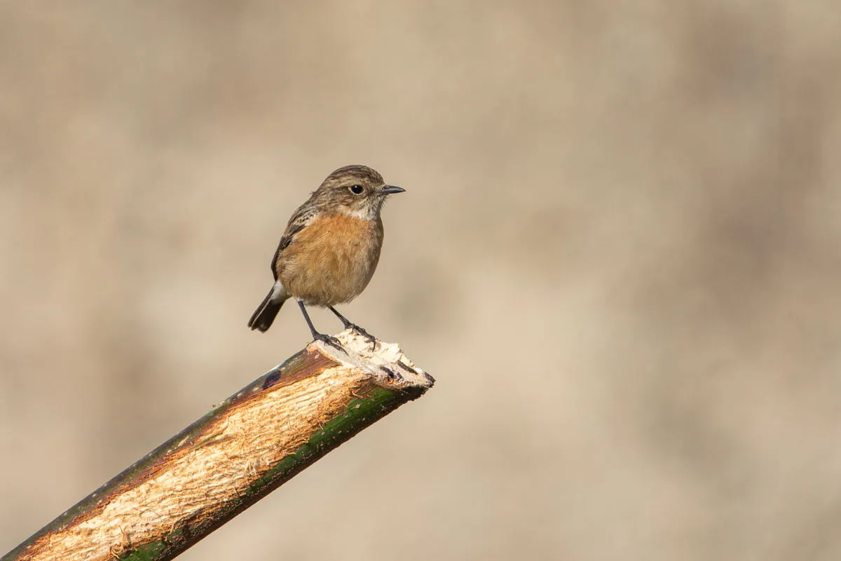 European Stonechat, female, Nerja