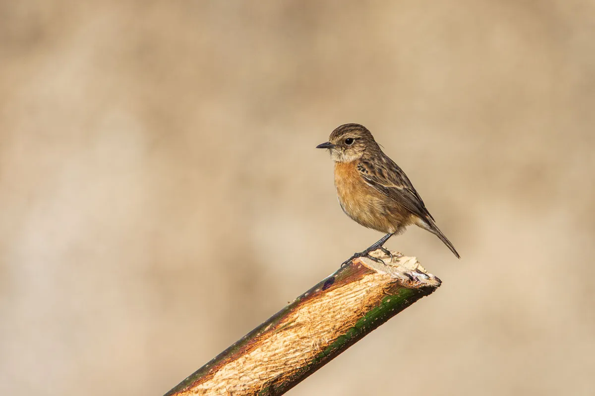 European Stonechat, female, Nerja